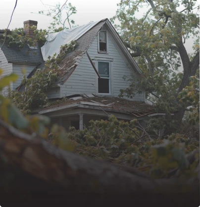 A house with a tree-covered roof, showing signs of wind damage